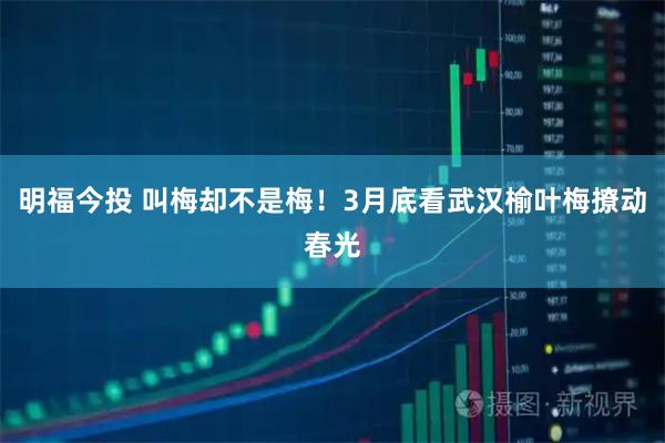 明福今投 叫梅却不是梅！3月底看武汉榆叶梅撩动春光